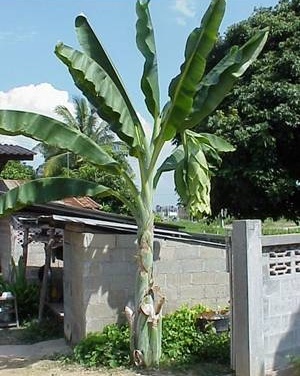 Ensete glaucum - semená