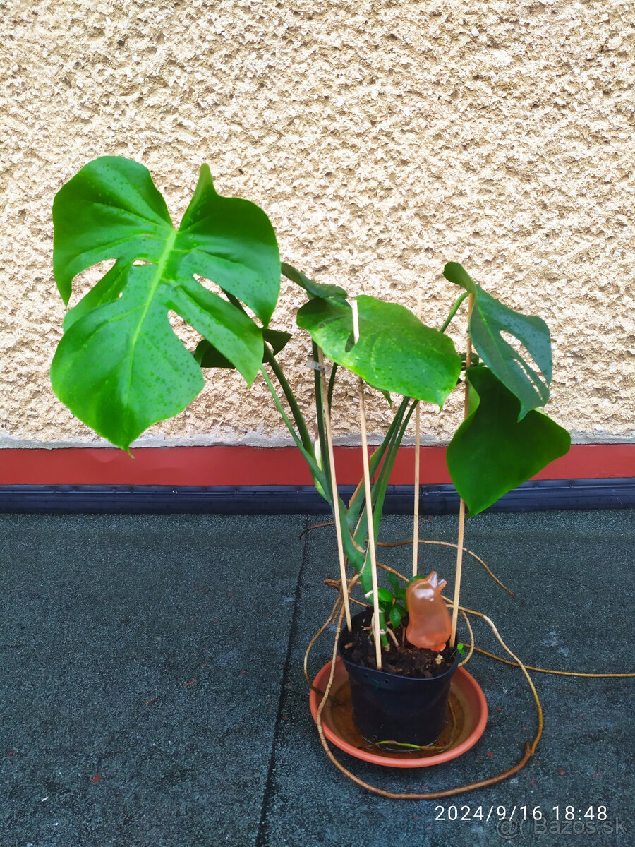 Monstera deliciosa2