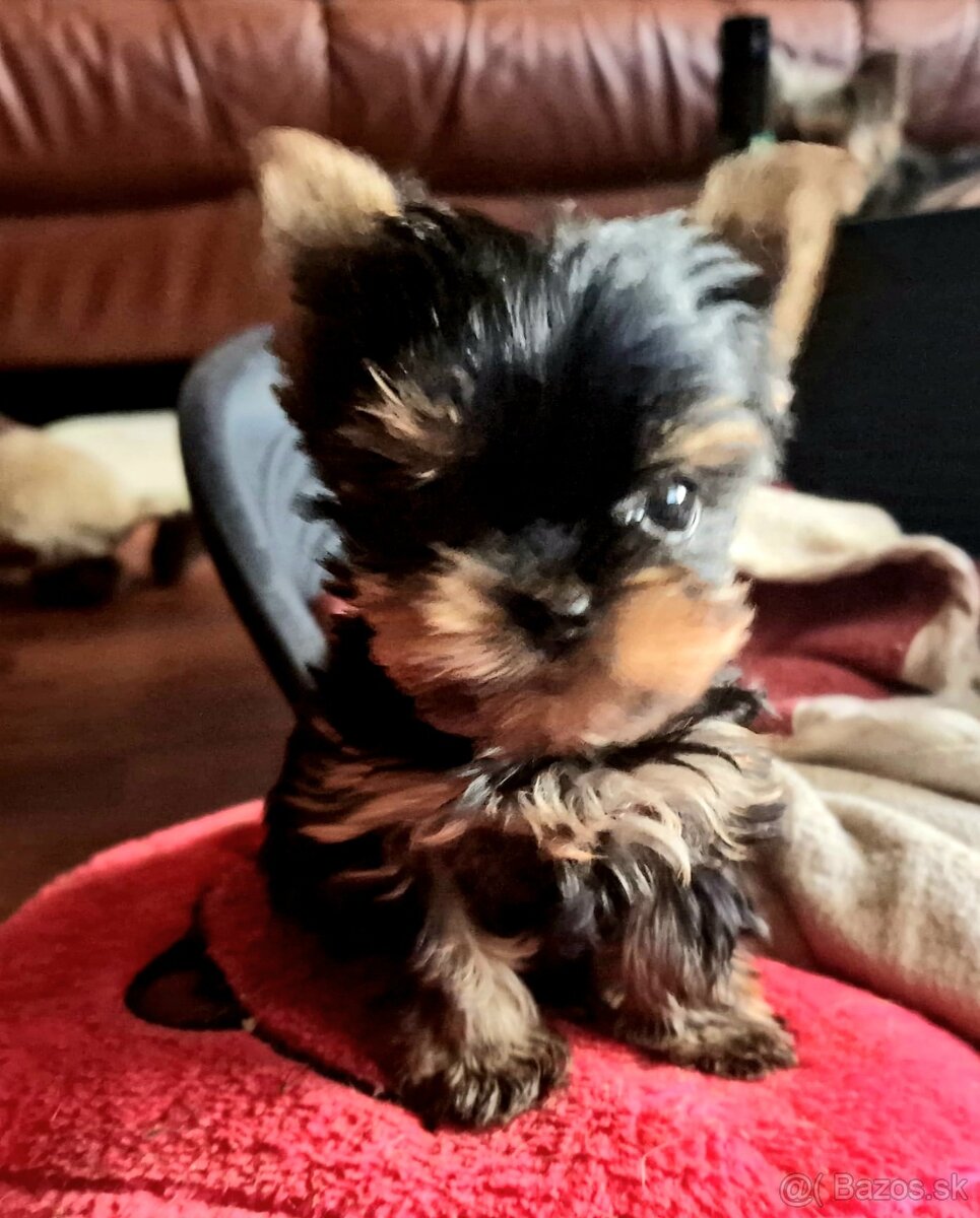 Yorkshire terrier