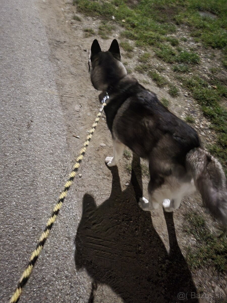 Sibirsky husky