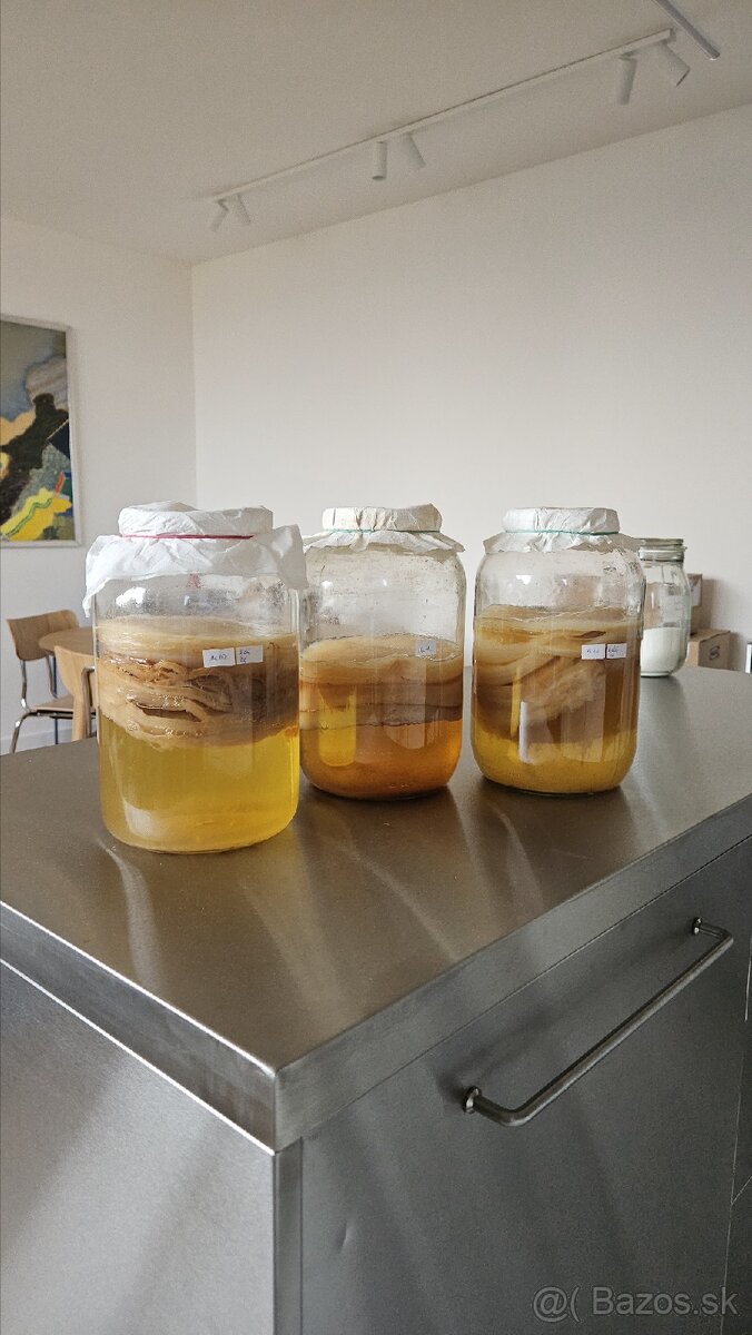 SCOBY na výrobu fermentovaneho čaju kombucha