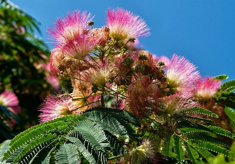 Albizia julibrissin - semená