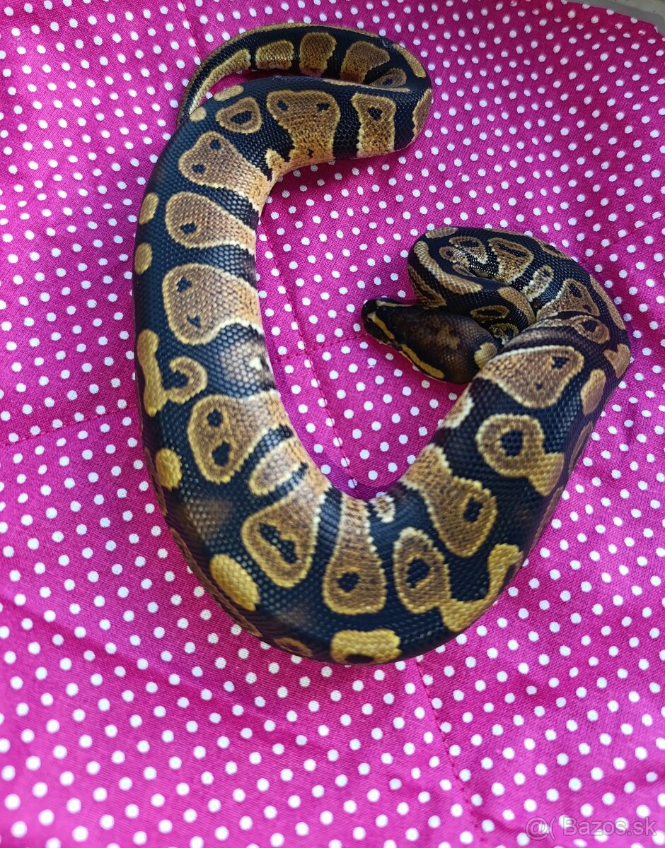 Python regius