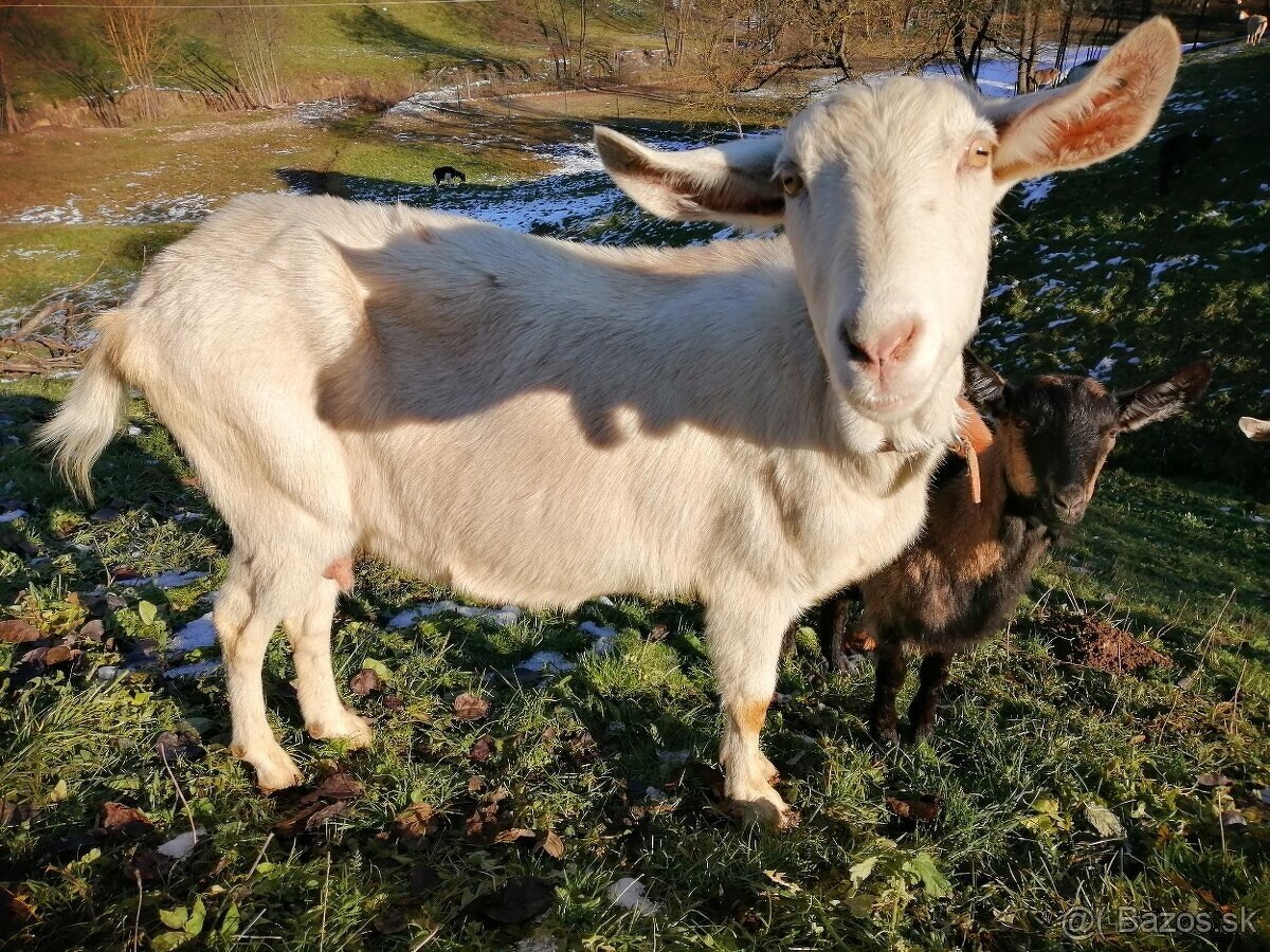 predám kotnú kozu