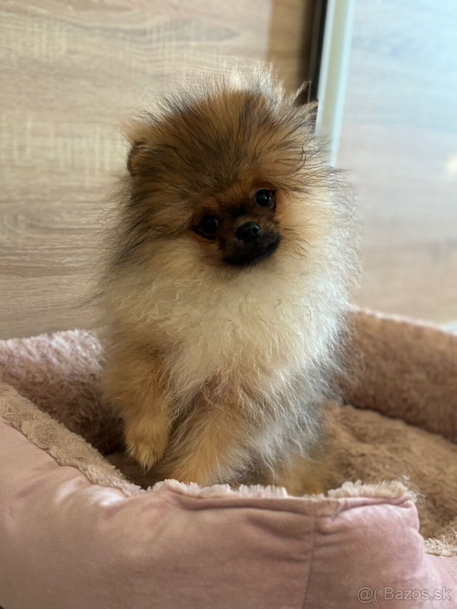 Pomeranian