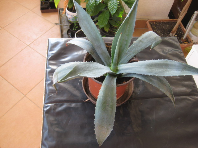 kaktus agave