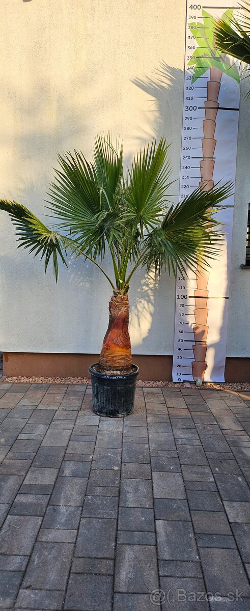 Palma 6 Washingtonia Filibusta