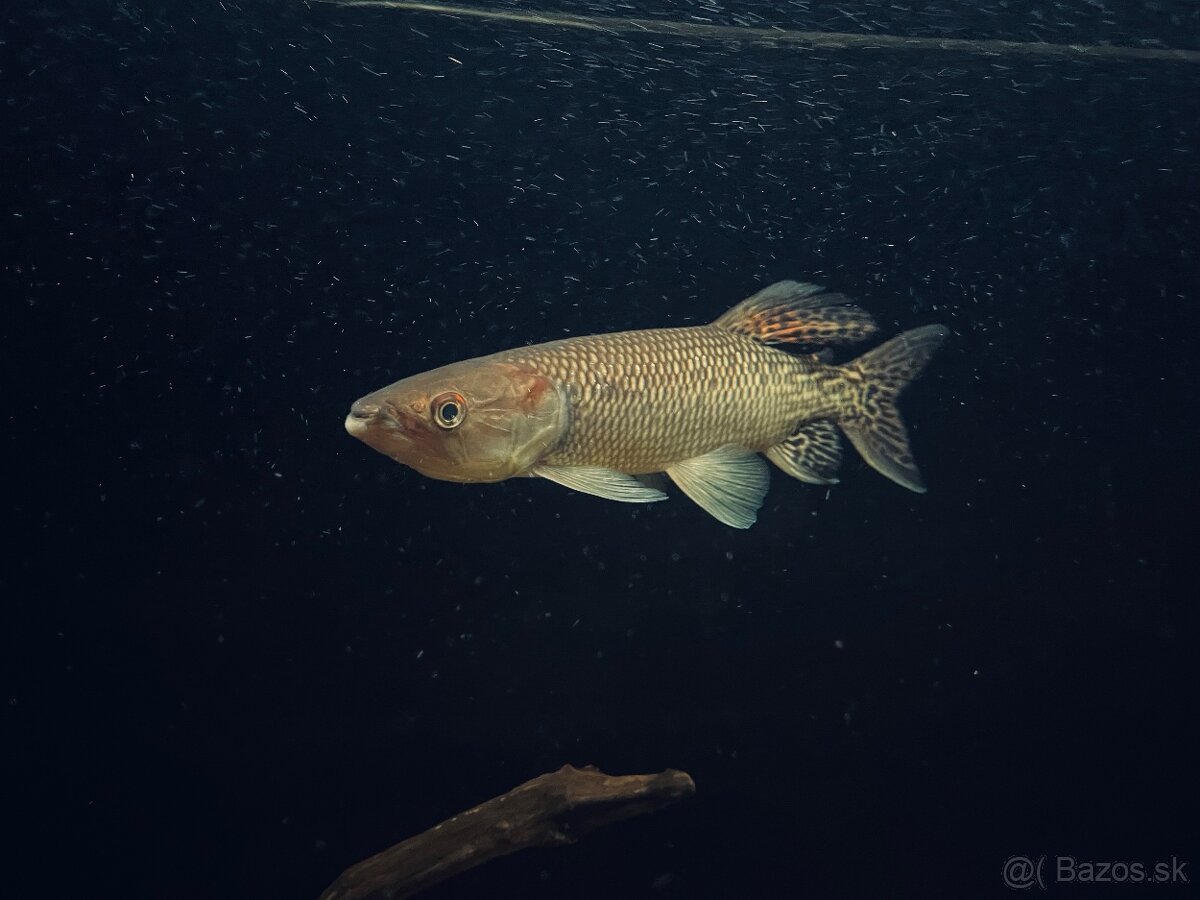 Polypterus, hepsetus odoe