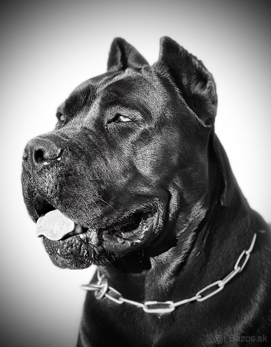 Cane Corso FCI Errant of North