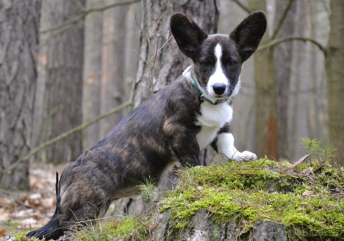 Welsh Corgi Cardigan - Krásný kluk s rodokmenem FCI