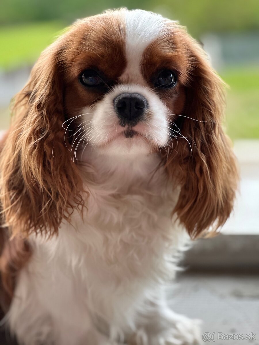 Cavalier king Charles Španiel