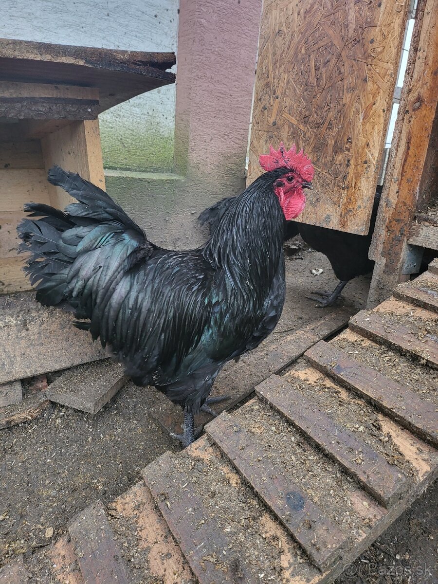 Kohuty australorp