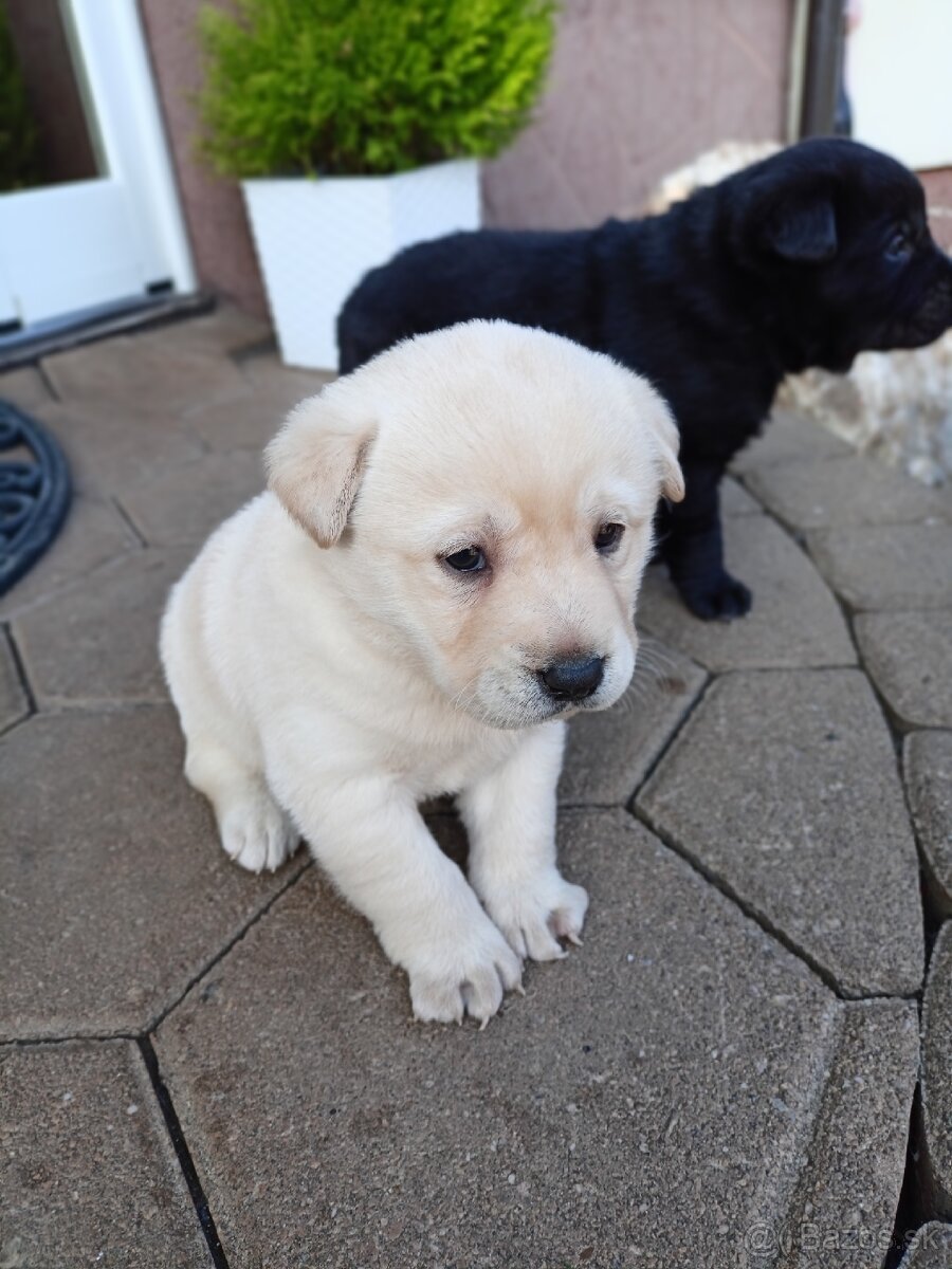 Kríženec Labladora+Shiba inu