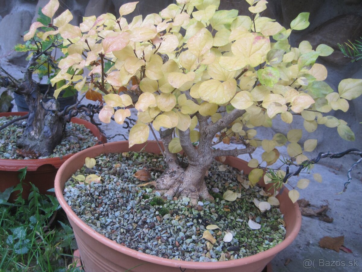 bonsai,bonsaj-orgovan