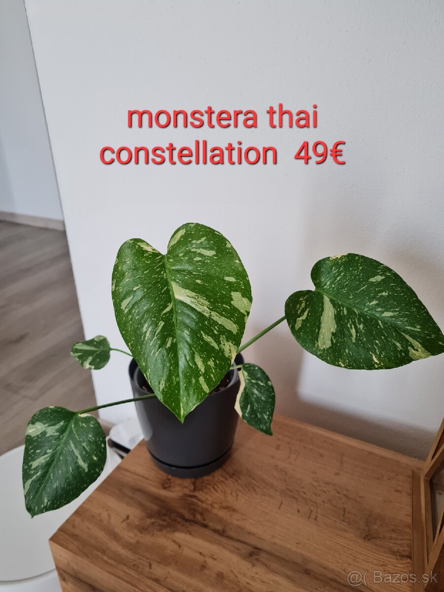 Monstera thai constellation