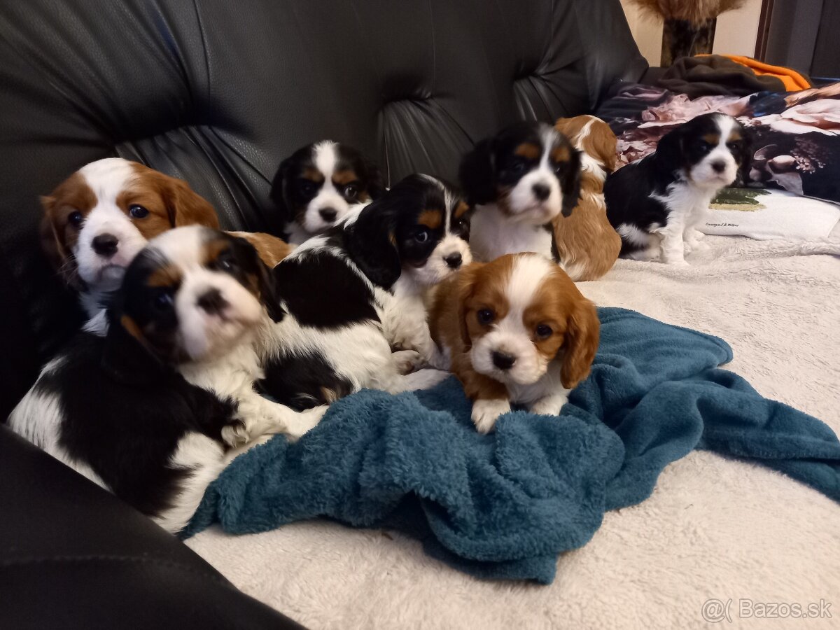 Cavalier king charlie spaniel