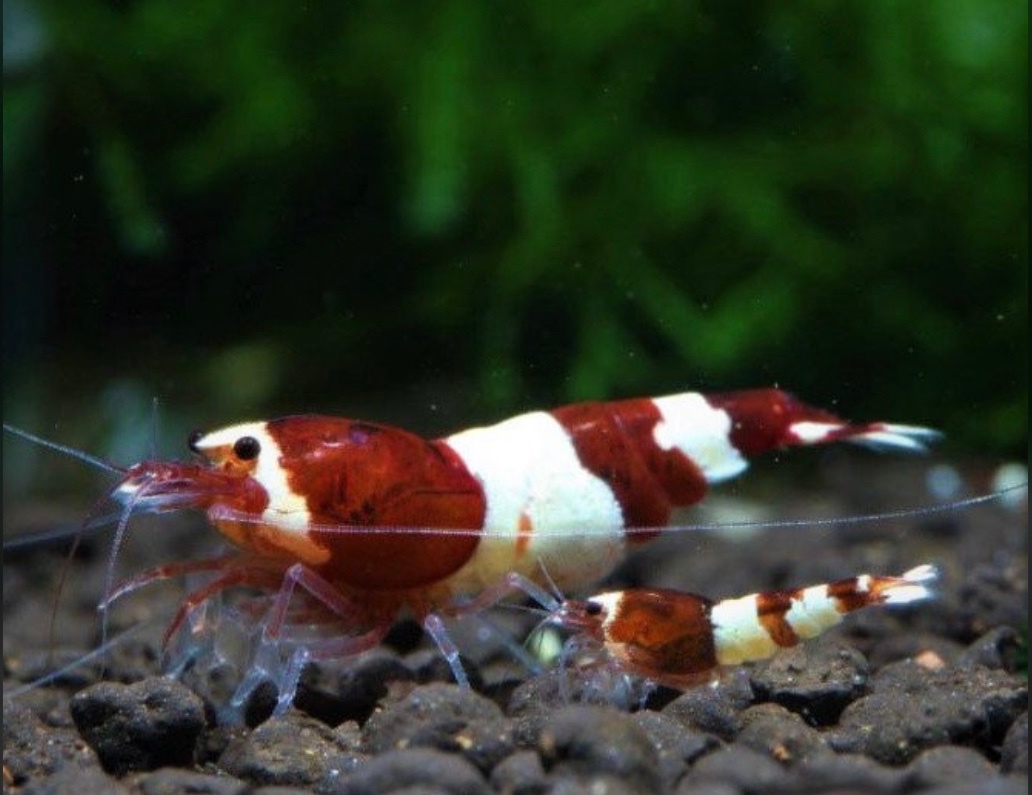 Krevety caridina taiwan bee wine red