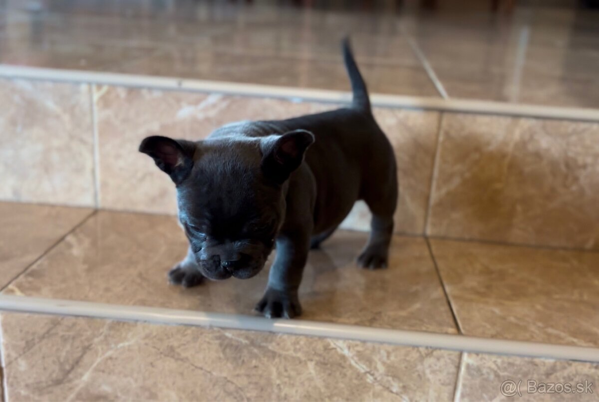 American Bully Micro