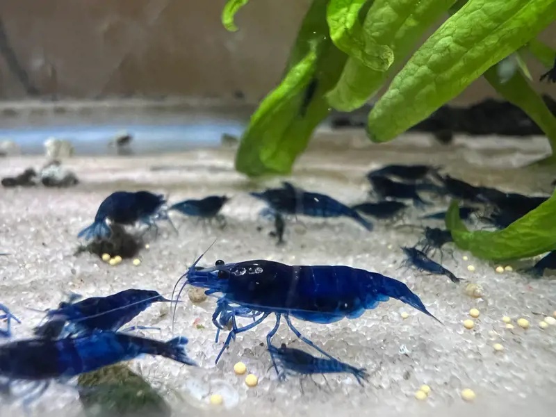 Modré krevetky Neocaridina Blue dream 10ks