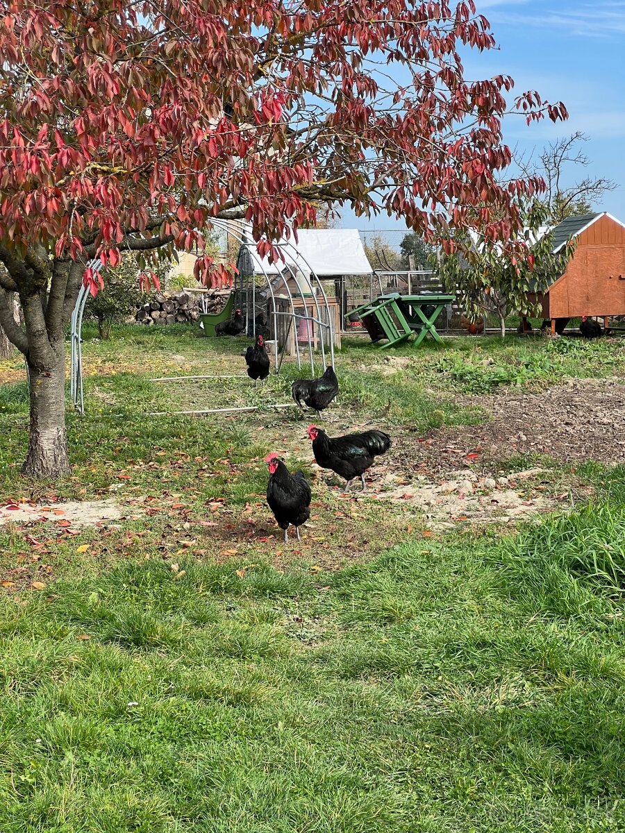 Australorp kohuty