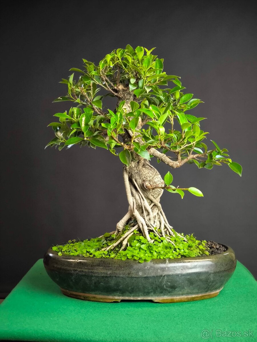 Bonsaj Ficus