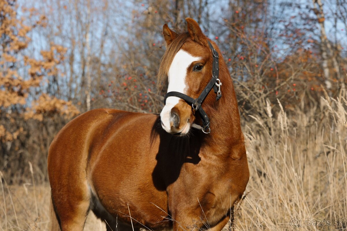 Welsh pony B import z Velké Británie