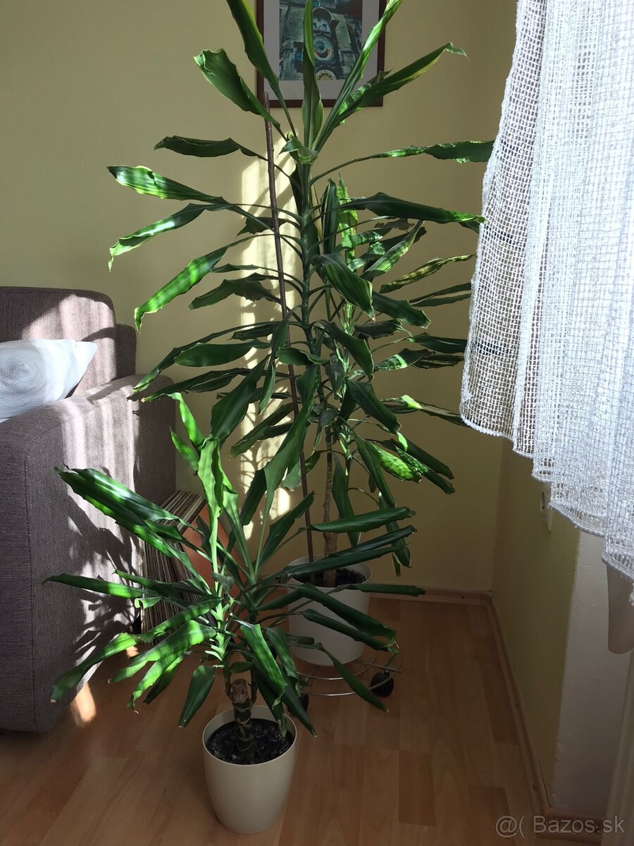 Dracena