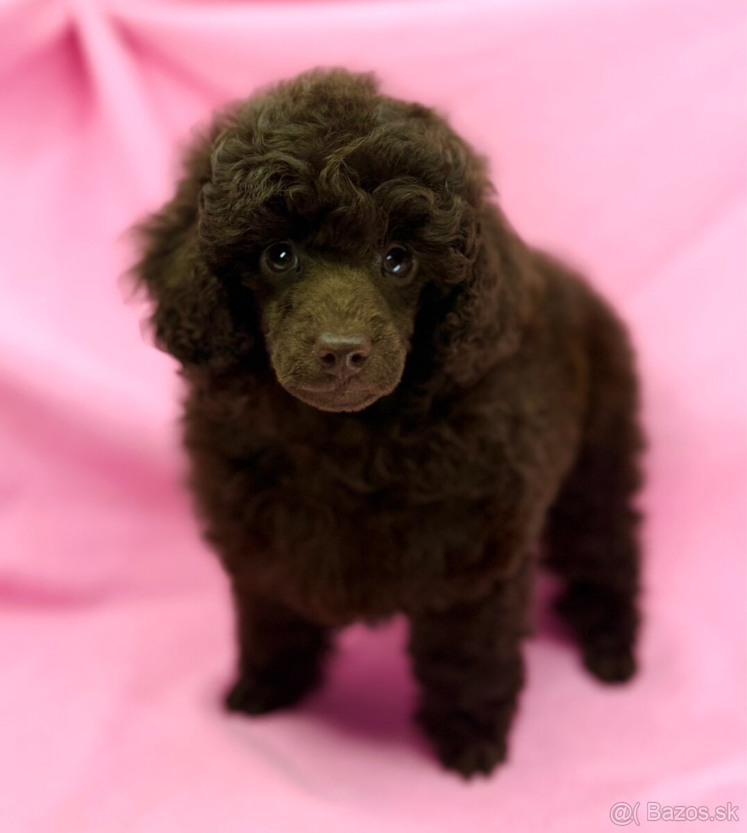 Pudlík pudlik poodle pudl toy pudel