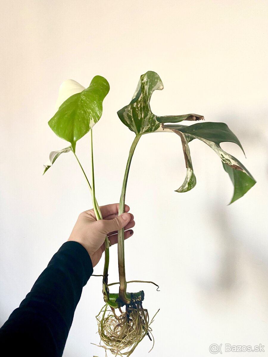 Monstera albo variegata