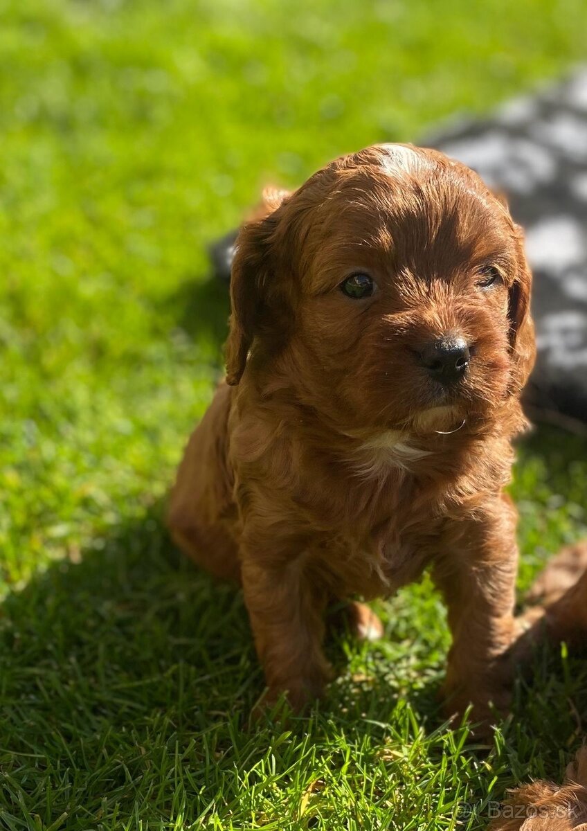 Cavapoo