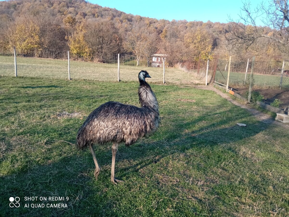 Emu