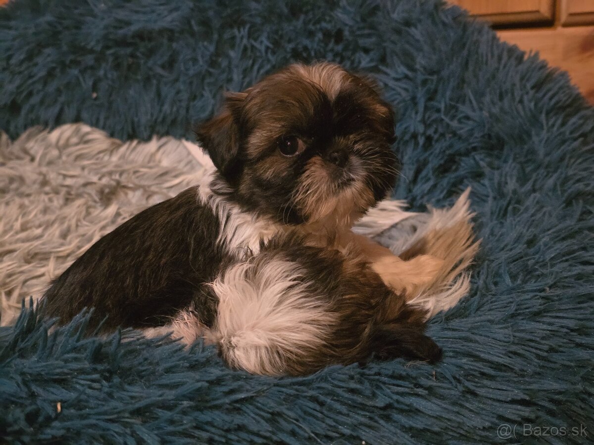 Mini Shi-tzu