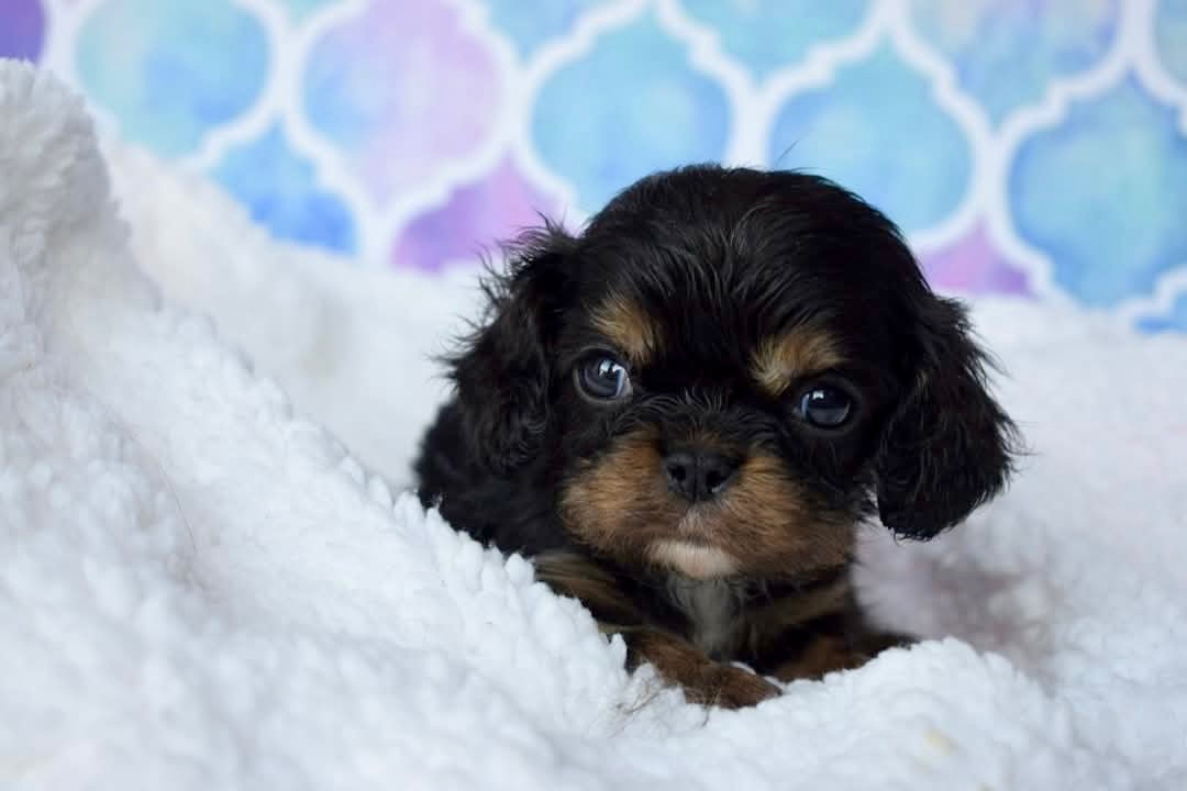 Cavalier King Charles Španiel s PP