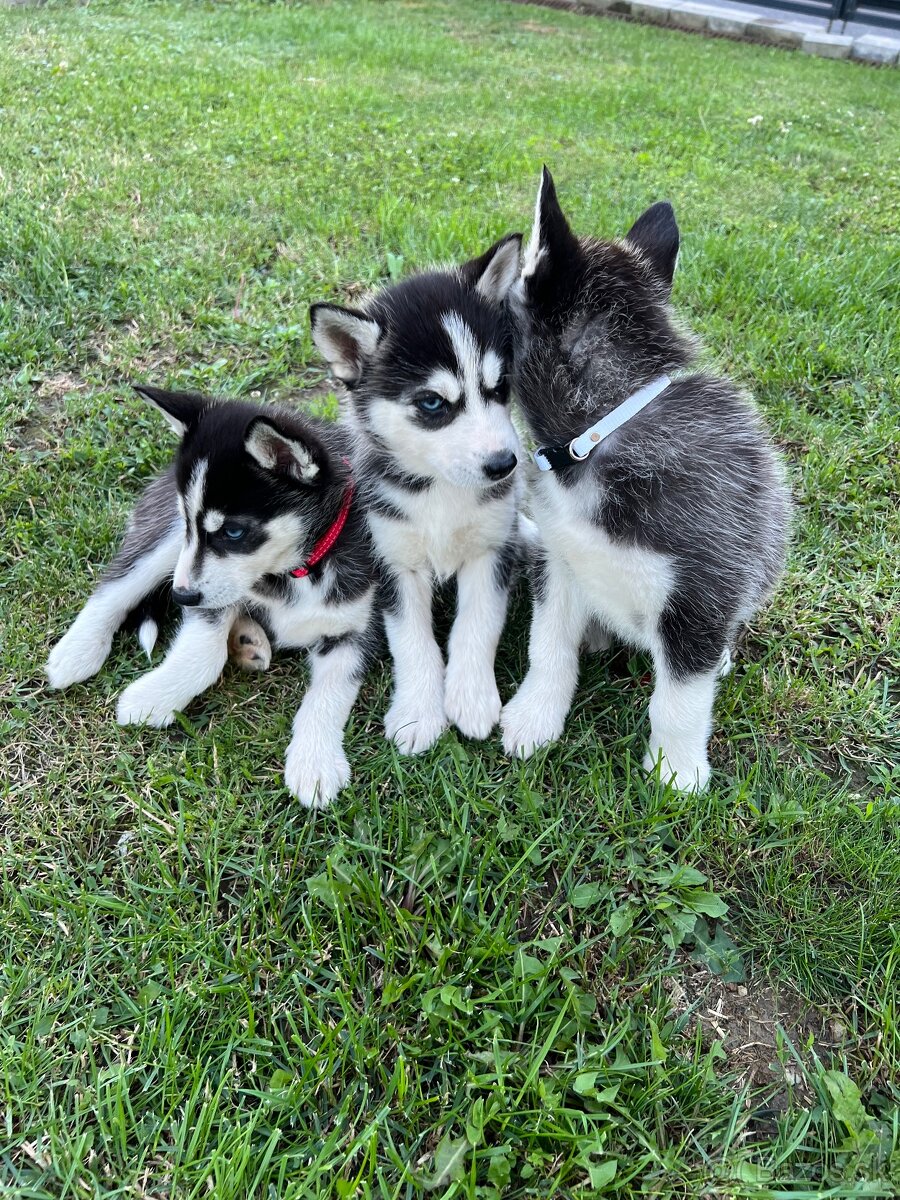 Sibírsky husky