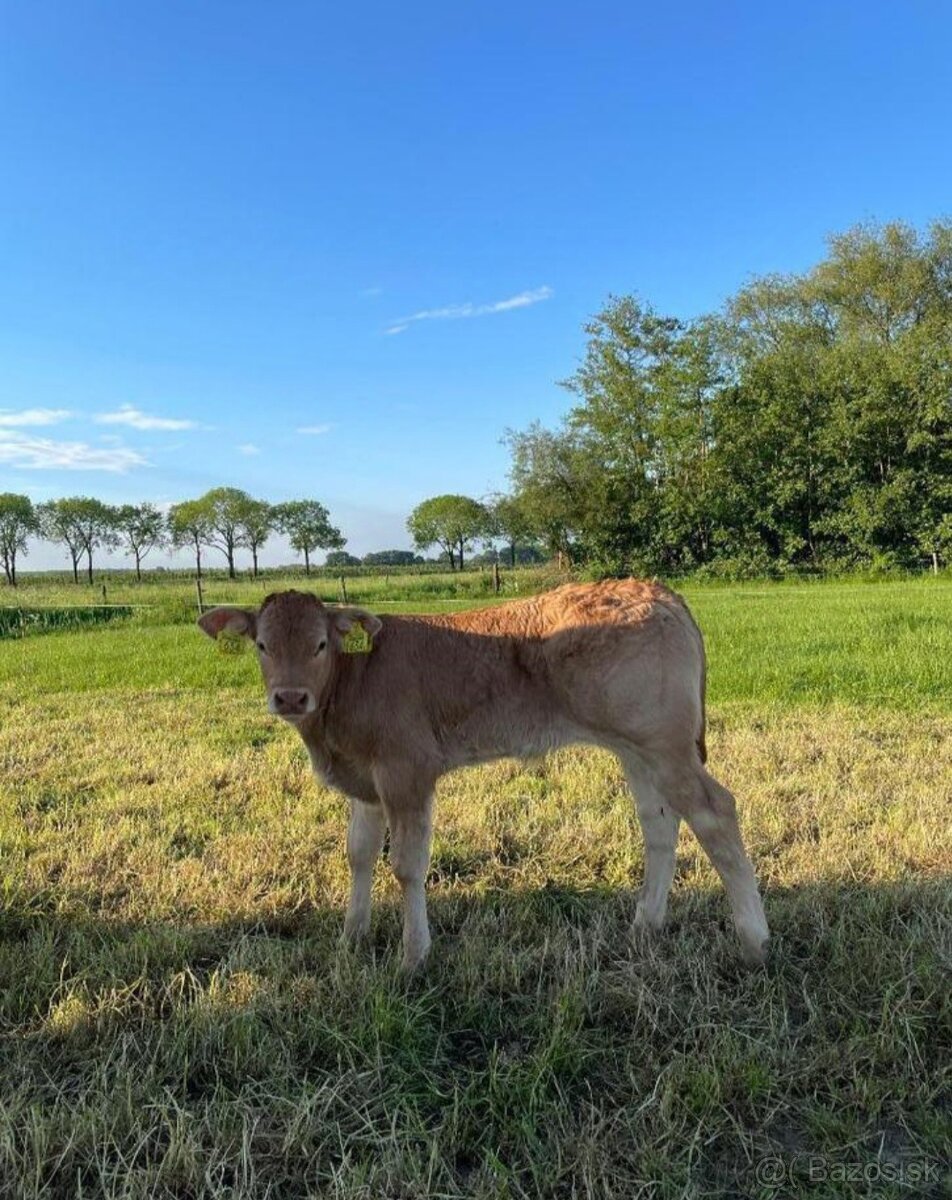 Kúpim býka Byka charolais