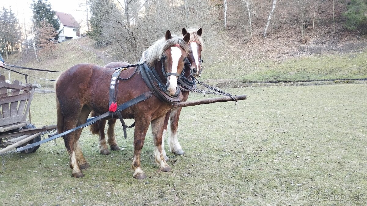 Predám ťažného Norika