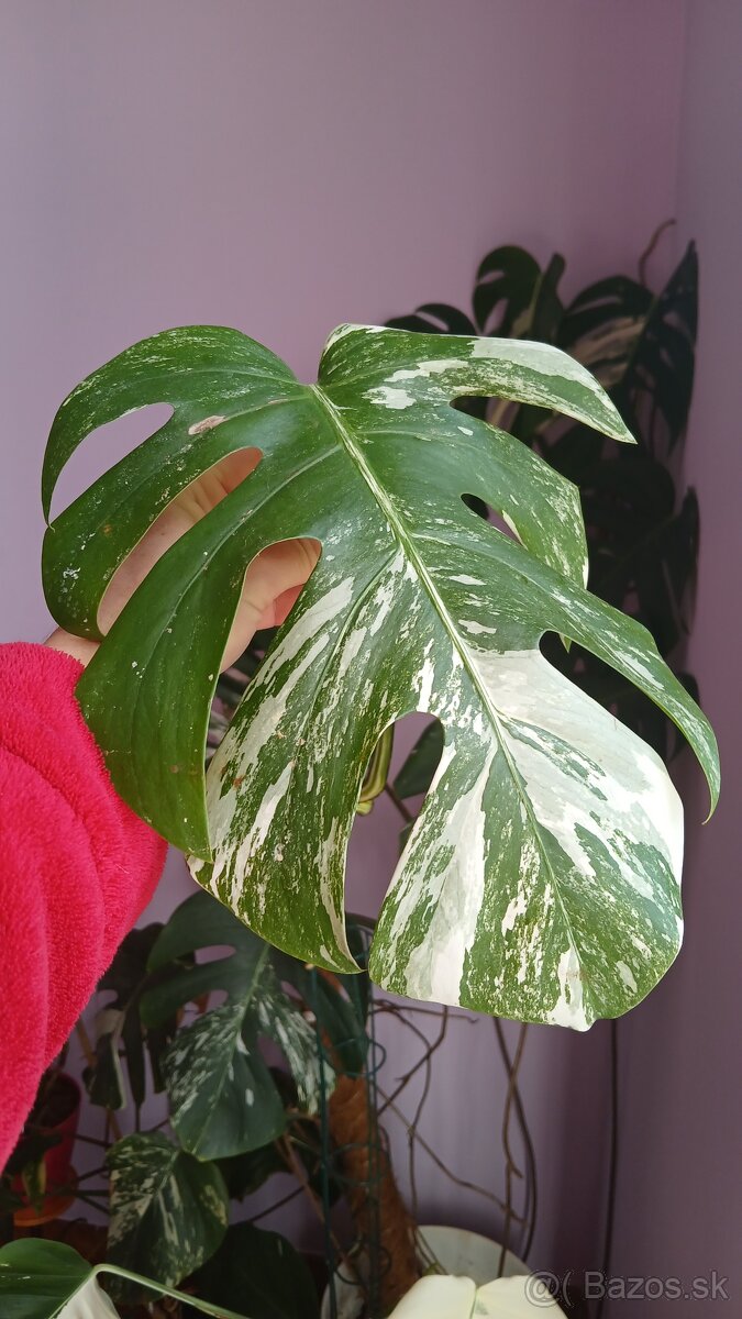 Odrezok Monstera albo variegata