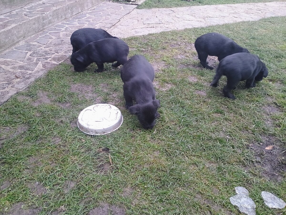 Darujem krizencov bradáč stredný a labrador