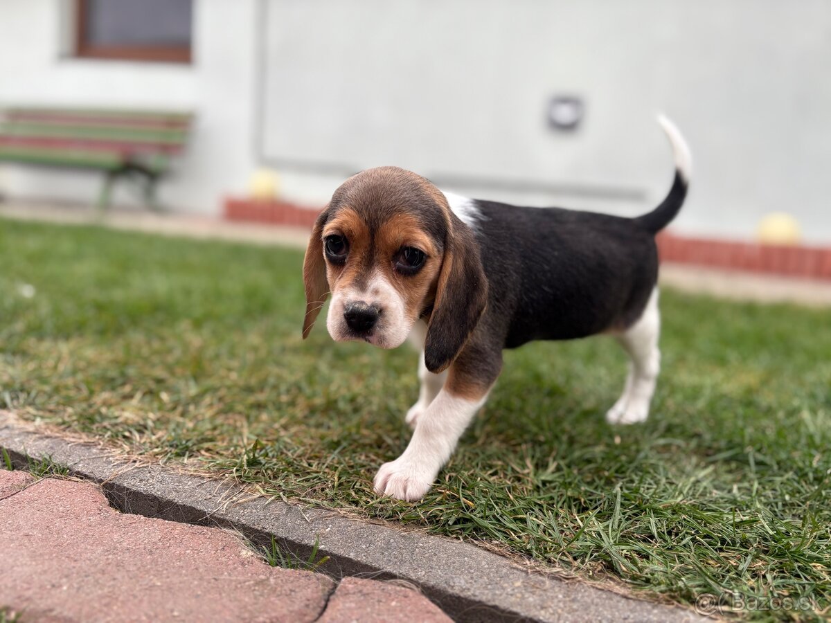 Beagle / Bigel