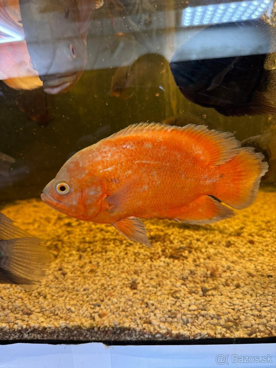 Astronotus ocellatus super RED CHILLI/ ocellatus NEMO