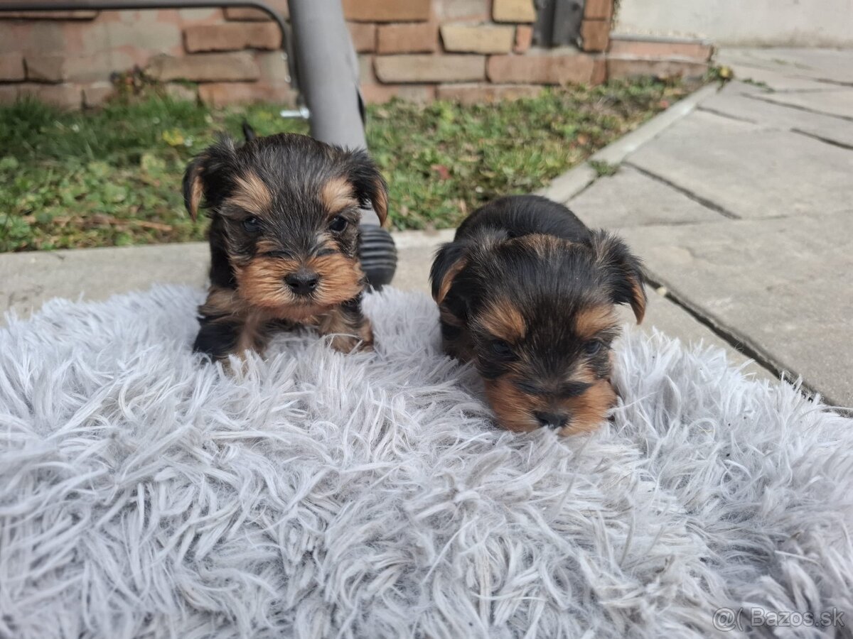 Yorkshire terrier