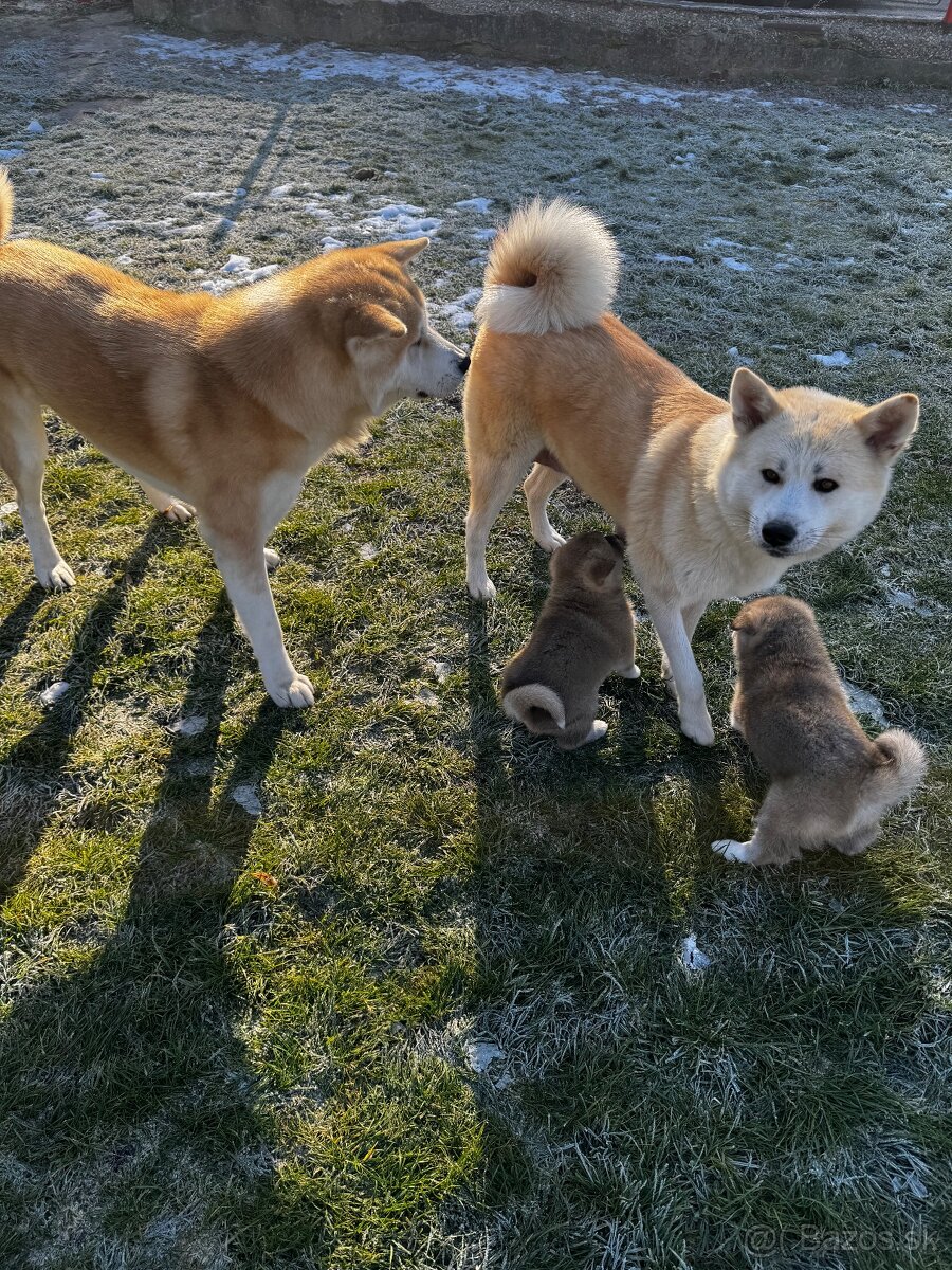 Akita inu