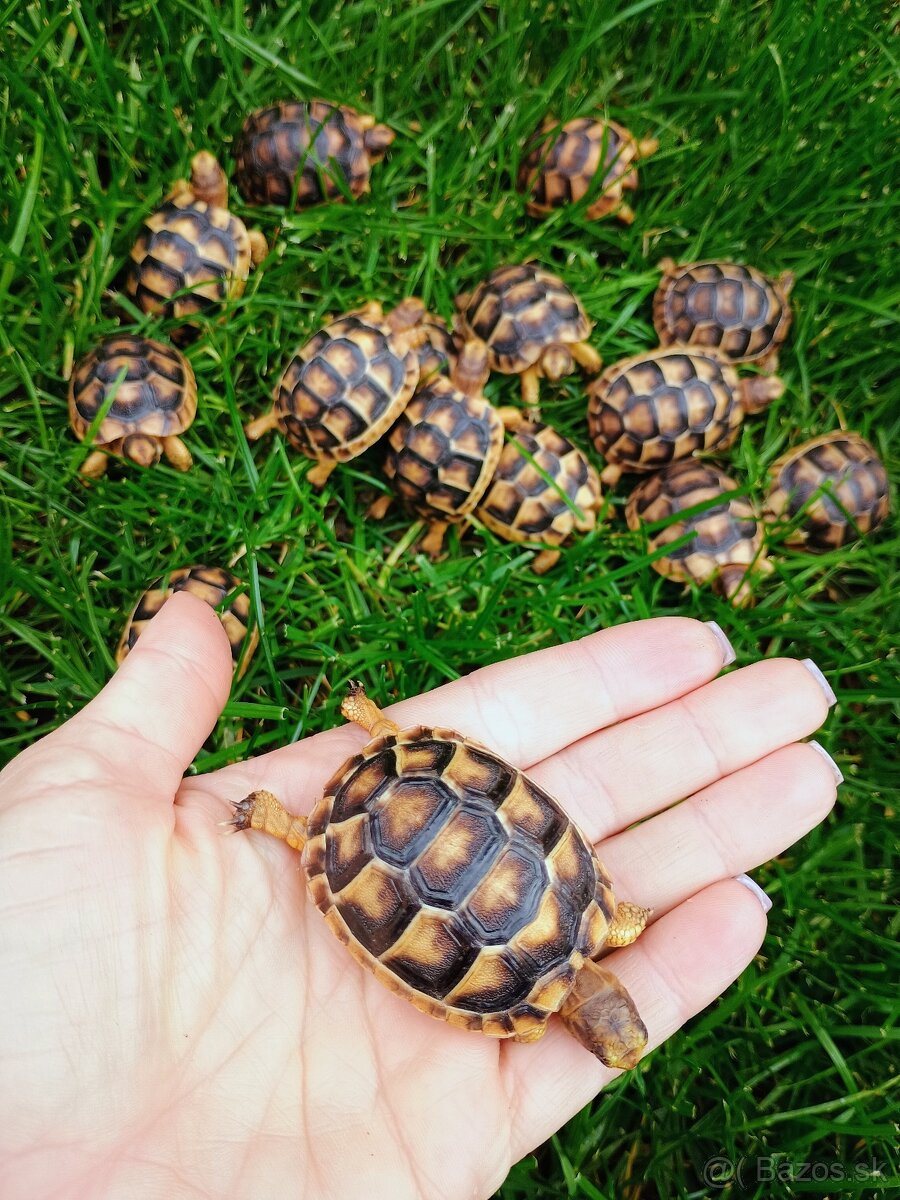 suchozemská korytnačka  nenáročné zvieratko pre deti