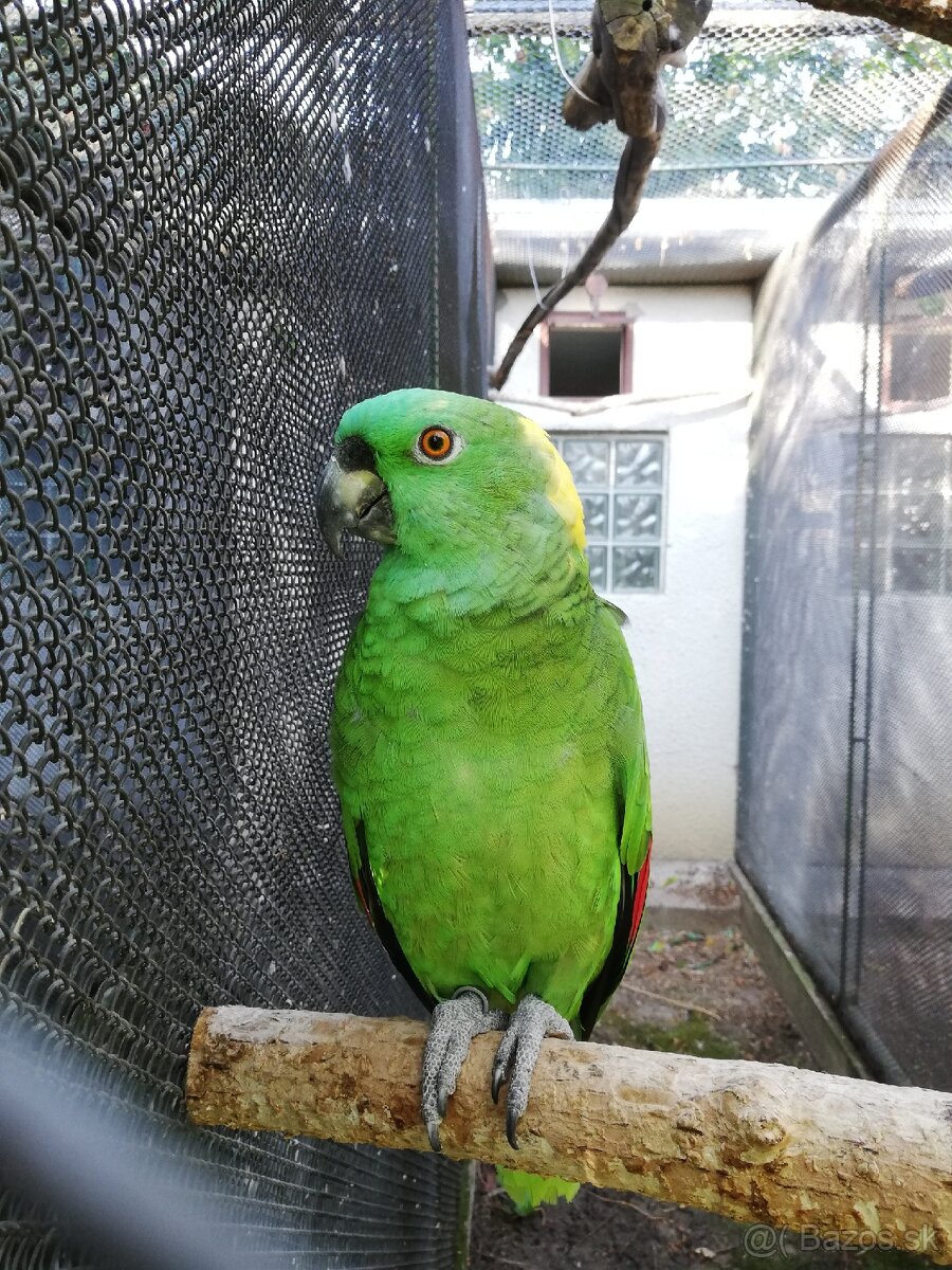 Amazona auropalliata