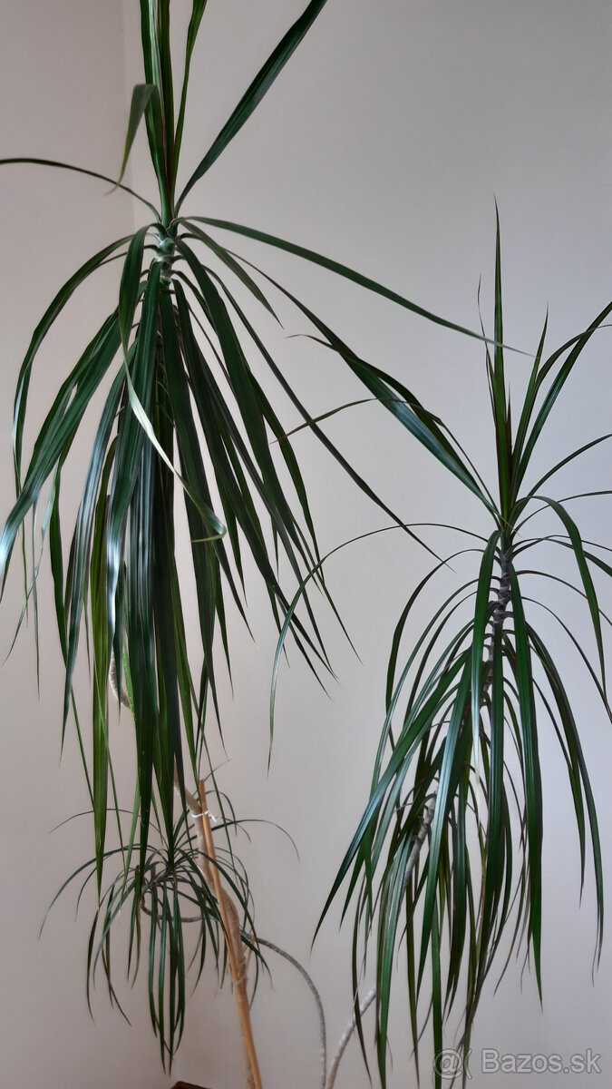 Dracena 170 cm