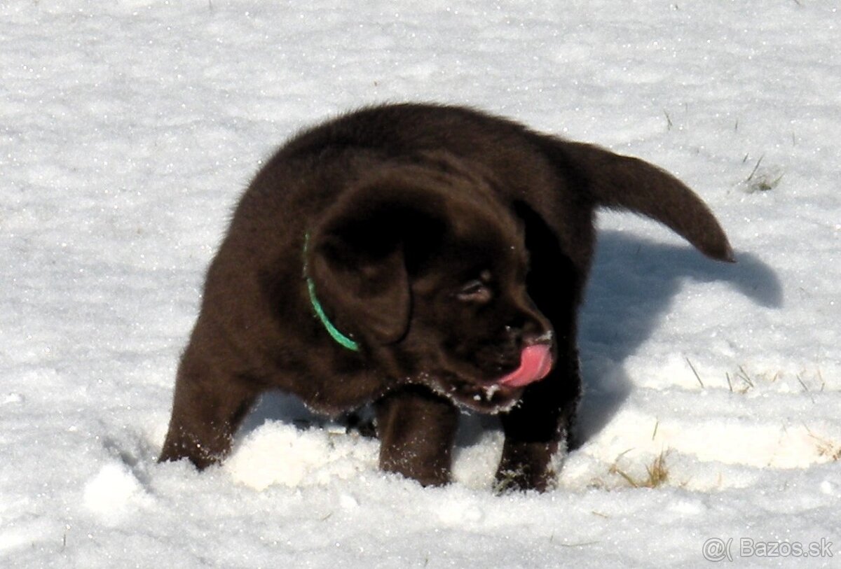 Labrador retriever -  čokoládové šteniatka s PP