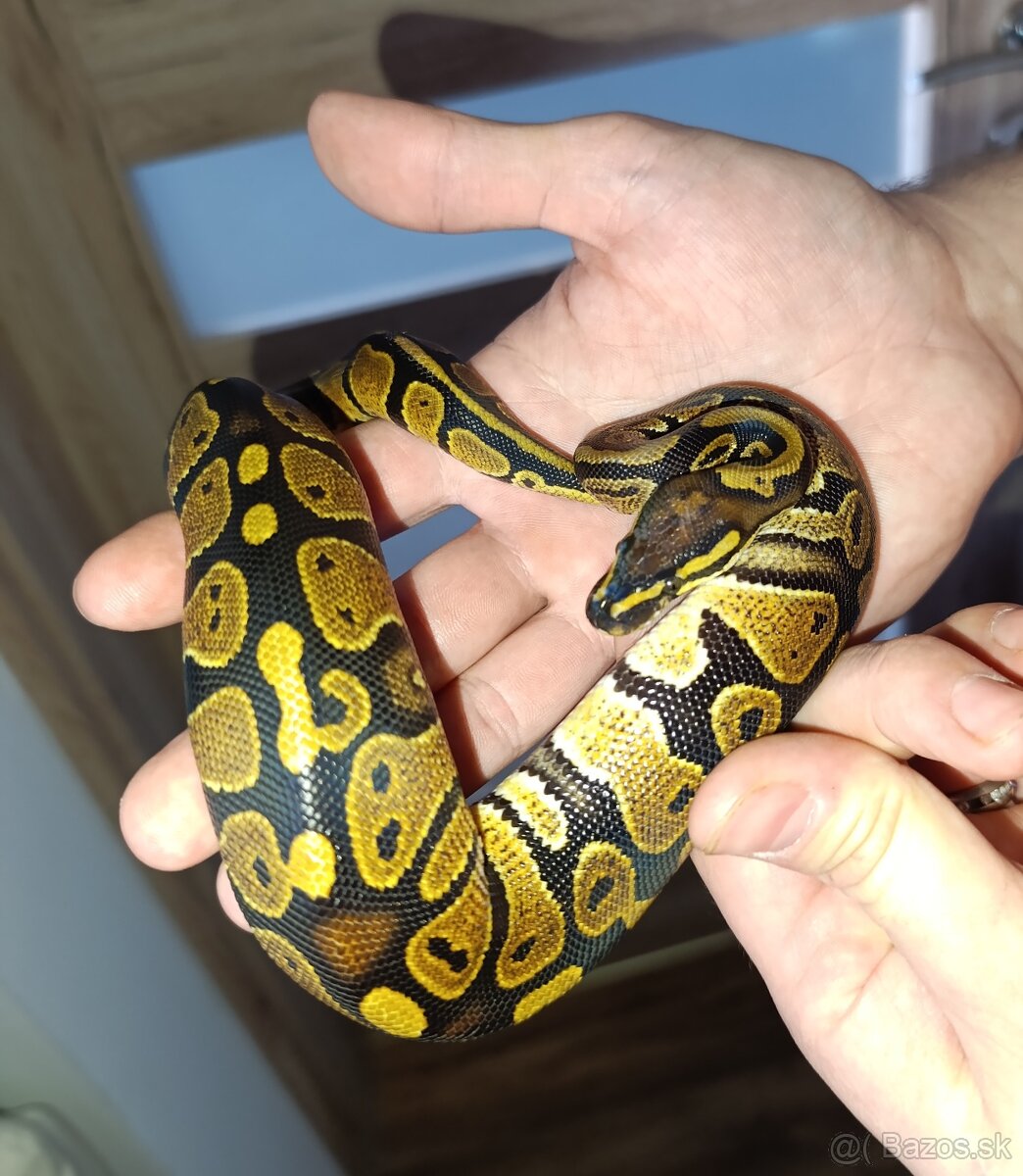 Python regius