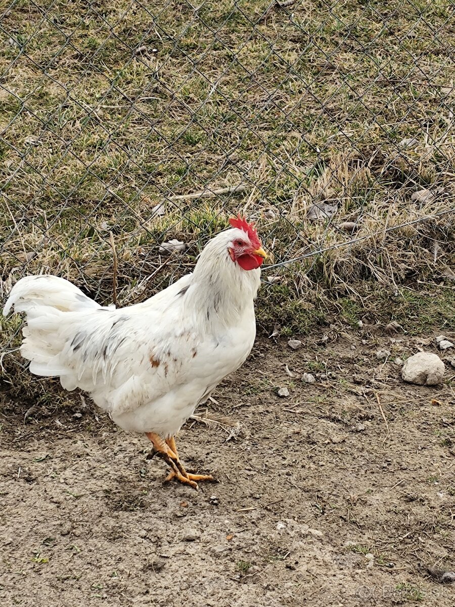 Švédska kvetina - kohút