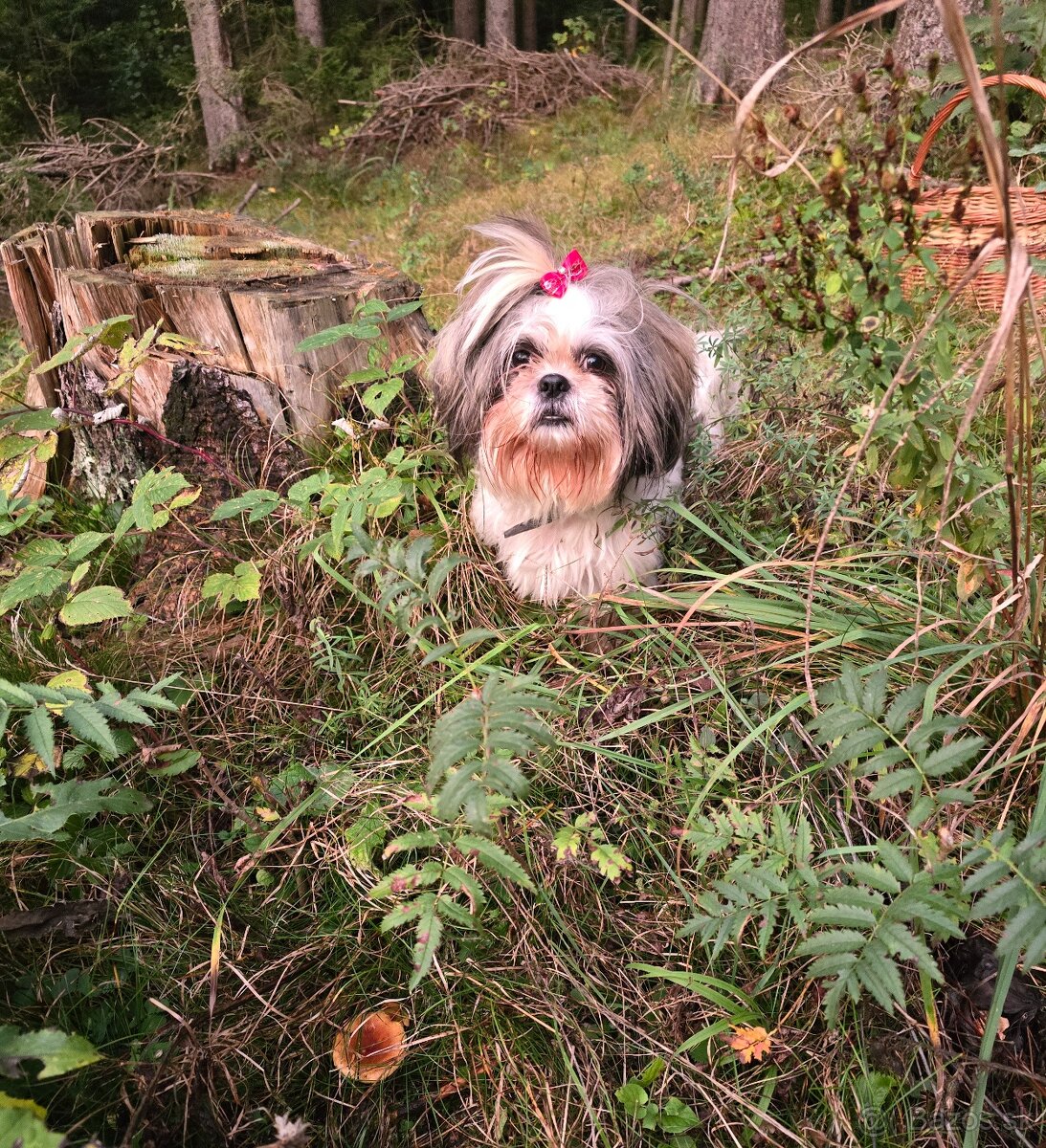 Mini Shi-tzu - naučená povely