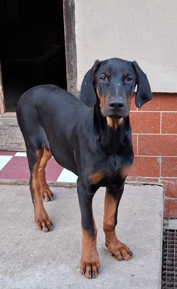 Šteniatka Doberman